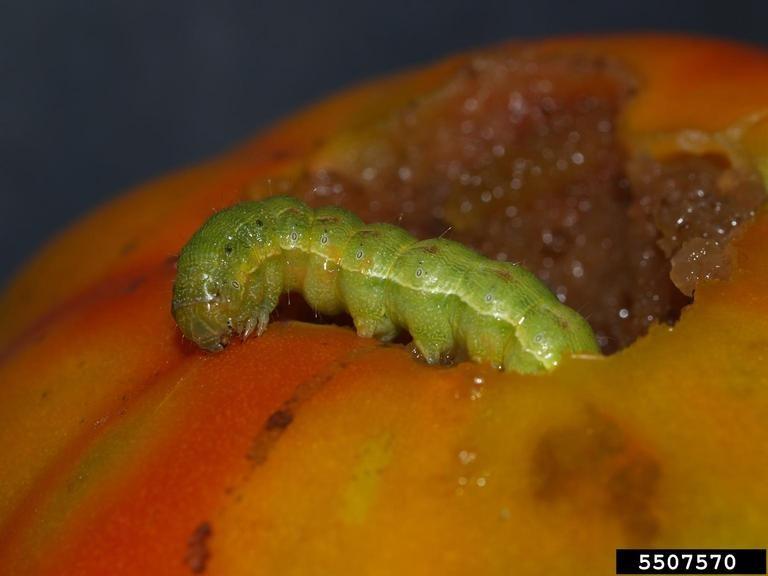 Fruitworm feeding on a tomato fruit.