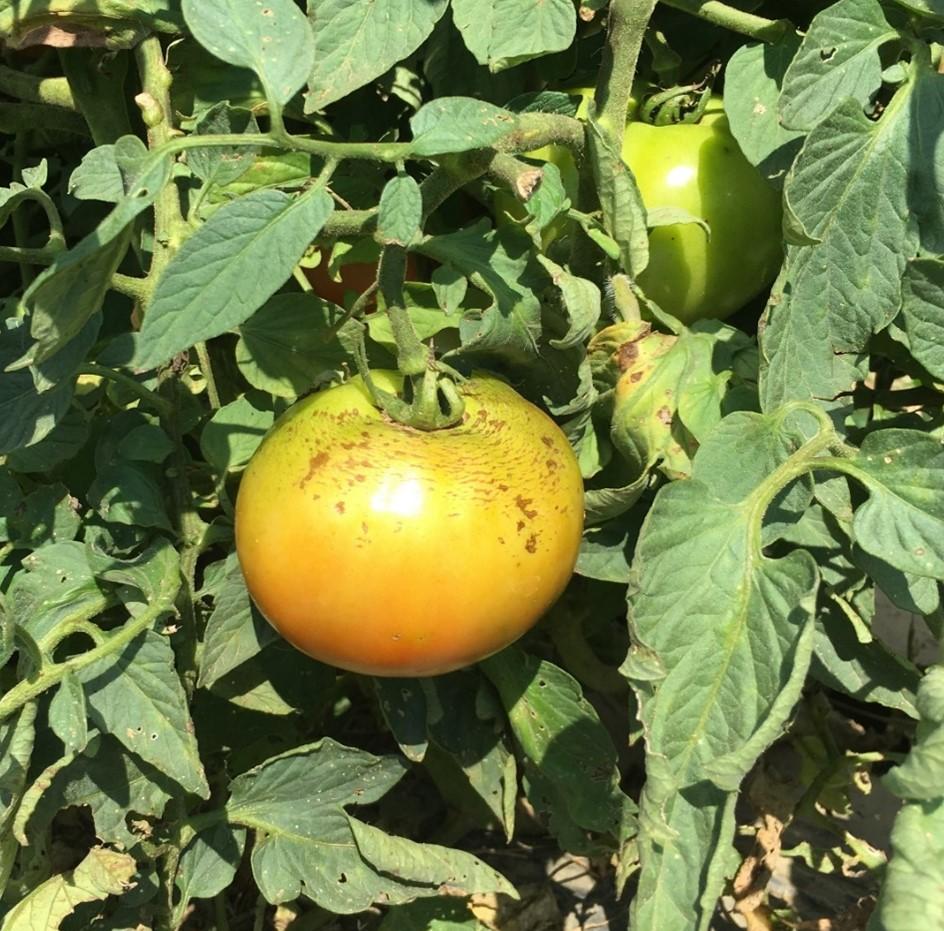 Tomato with rain check damage