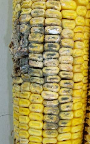 Penicillium on ear of corn