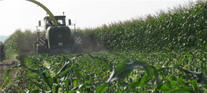 Tractor harvesting corn