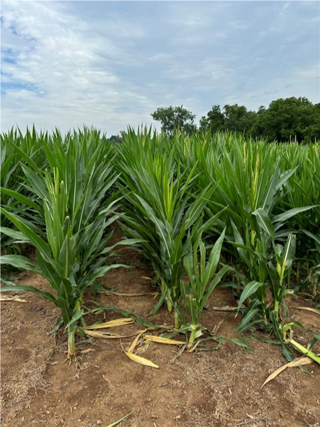 A field of corn