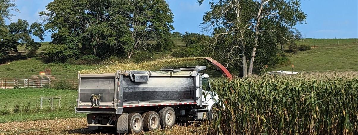 Grain truck collecting harvested corn.