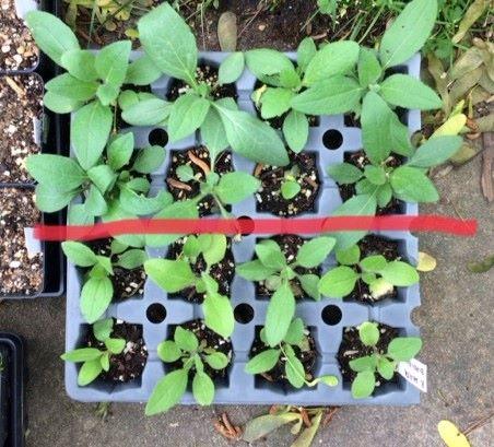 seedlings of rudbeckia - healthier ones were fertilized 