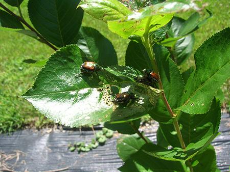 Japanese beetles on aronia plants