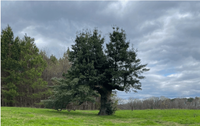 Wye Island holly tree, 2022. Photo courtesy Bit|Hiker 65.