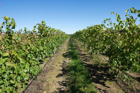 Vineyard Site Selection