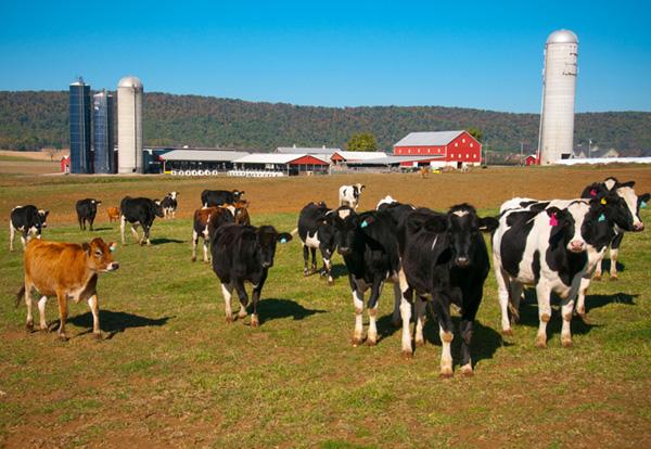 Dairy cattle in a pasture.