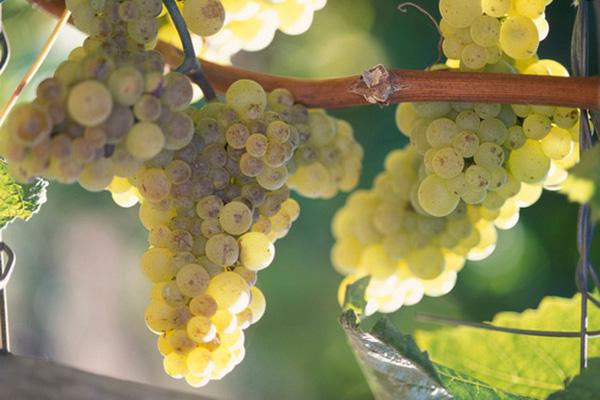 Grapes on vine