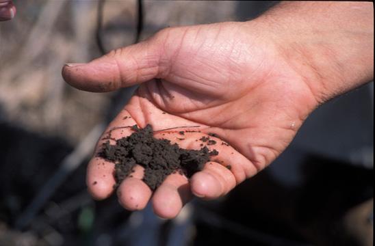 Handful of soil