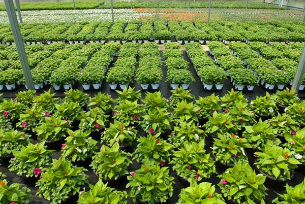 Growing annual flowers in greenhouse.