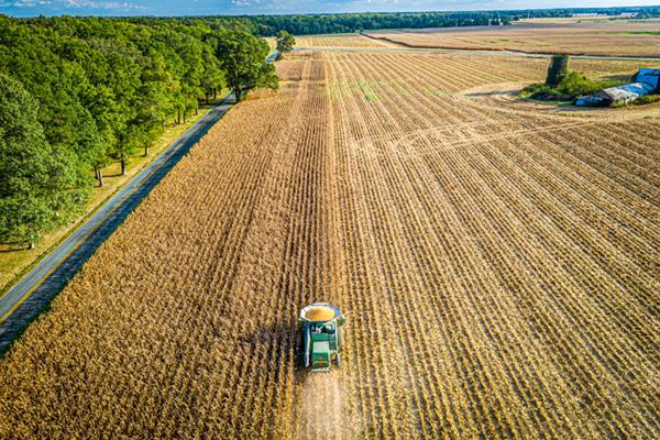 Combine harvesting corn