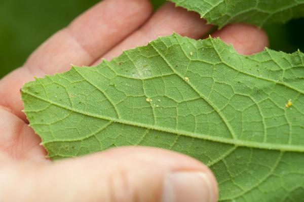 Hand holding leaf