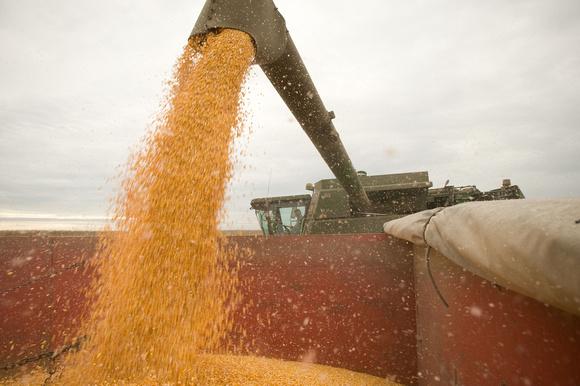 Harvested grain is transferred from the combine into a waiting truck for distribution.