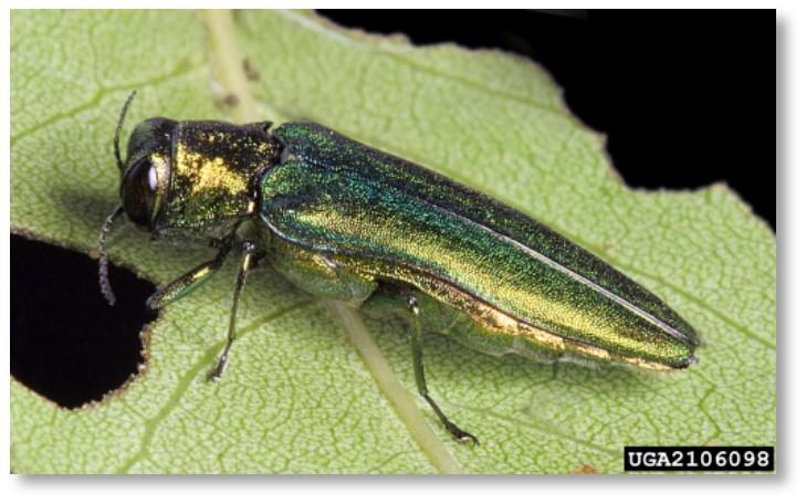 Emerald Ash Borer