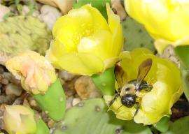 yellow flowers of native prickly pear