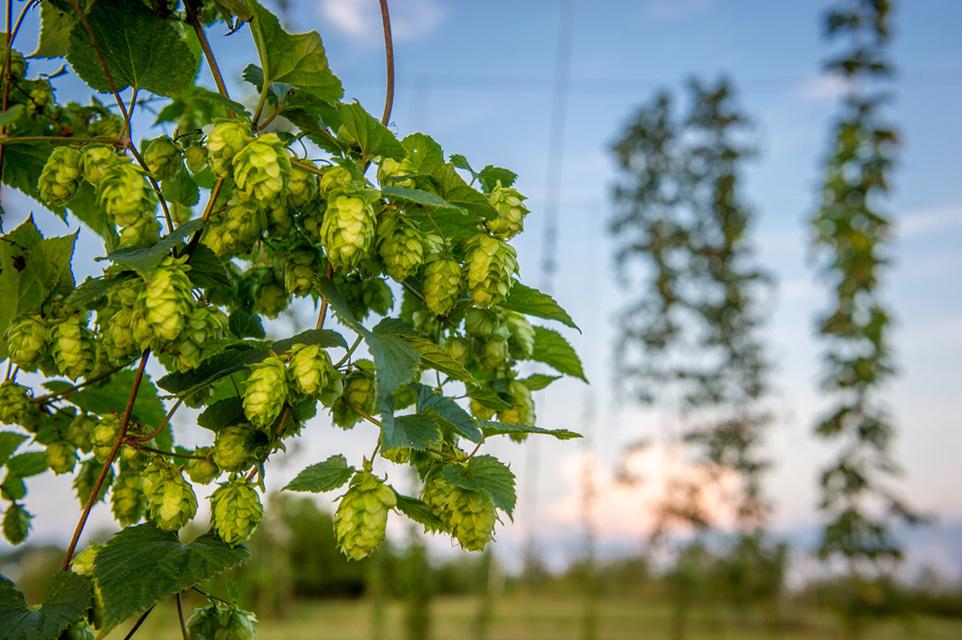 Hop production