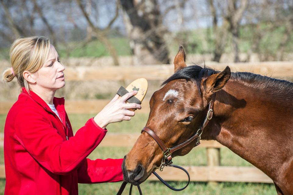 Brushing down horse