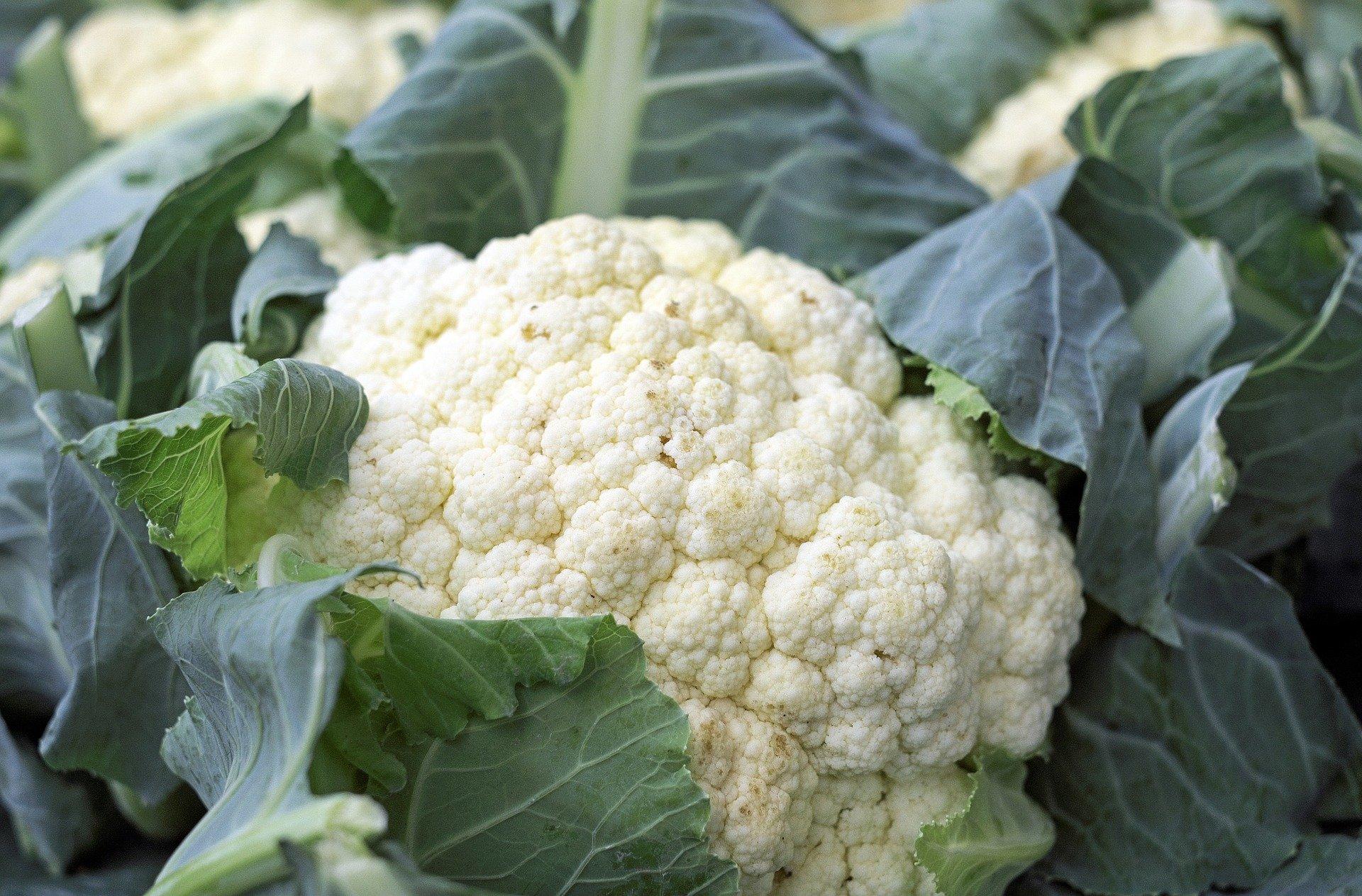 fresh cauliflower