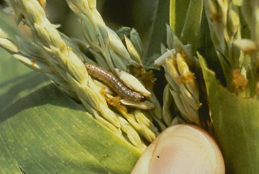 European corn borer (Ostrinia nubilalis) Photo credit: Galen Dively, UME