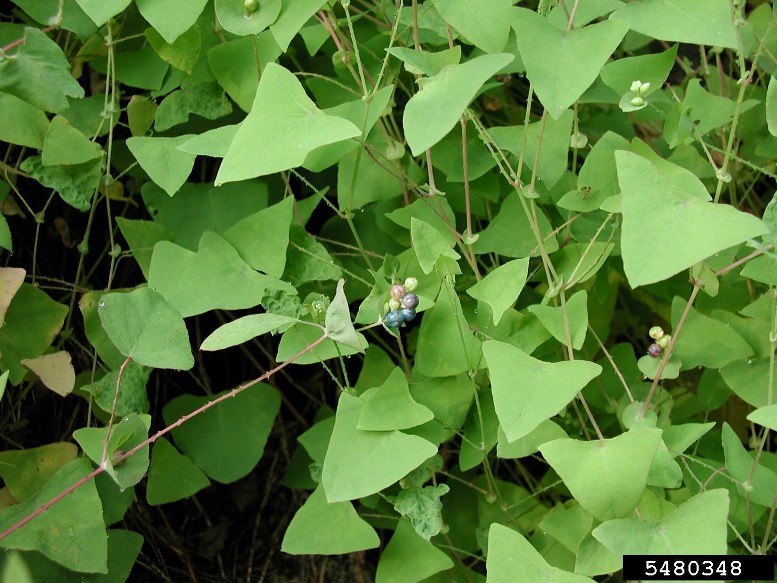 invasive mile a minute vine and ripening blue berries