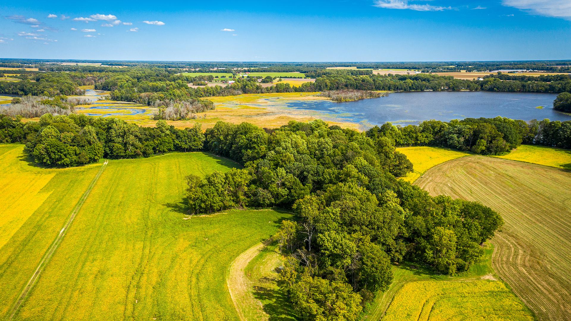 Grassed waterway in between soybean fields in Easton, MD