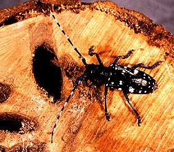 Asian Longhorned beetle