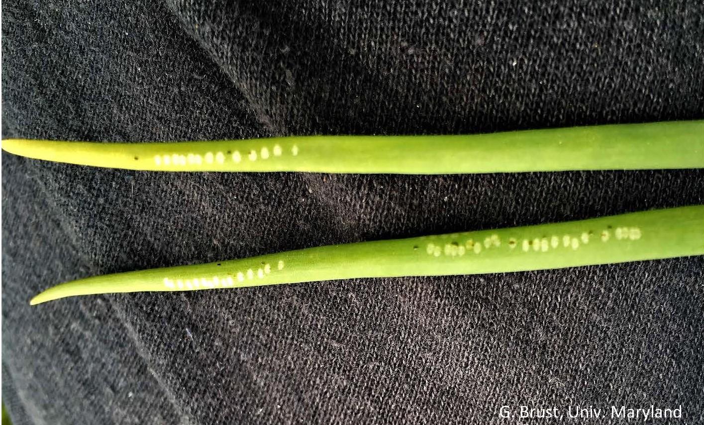 Characteristic Allium leaf miner marks on onion leafpic