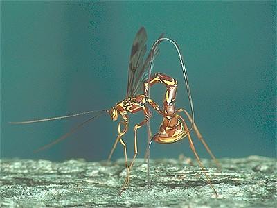 Ichneumonoid wasp drilling through bark 