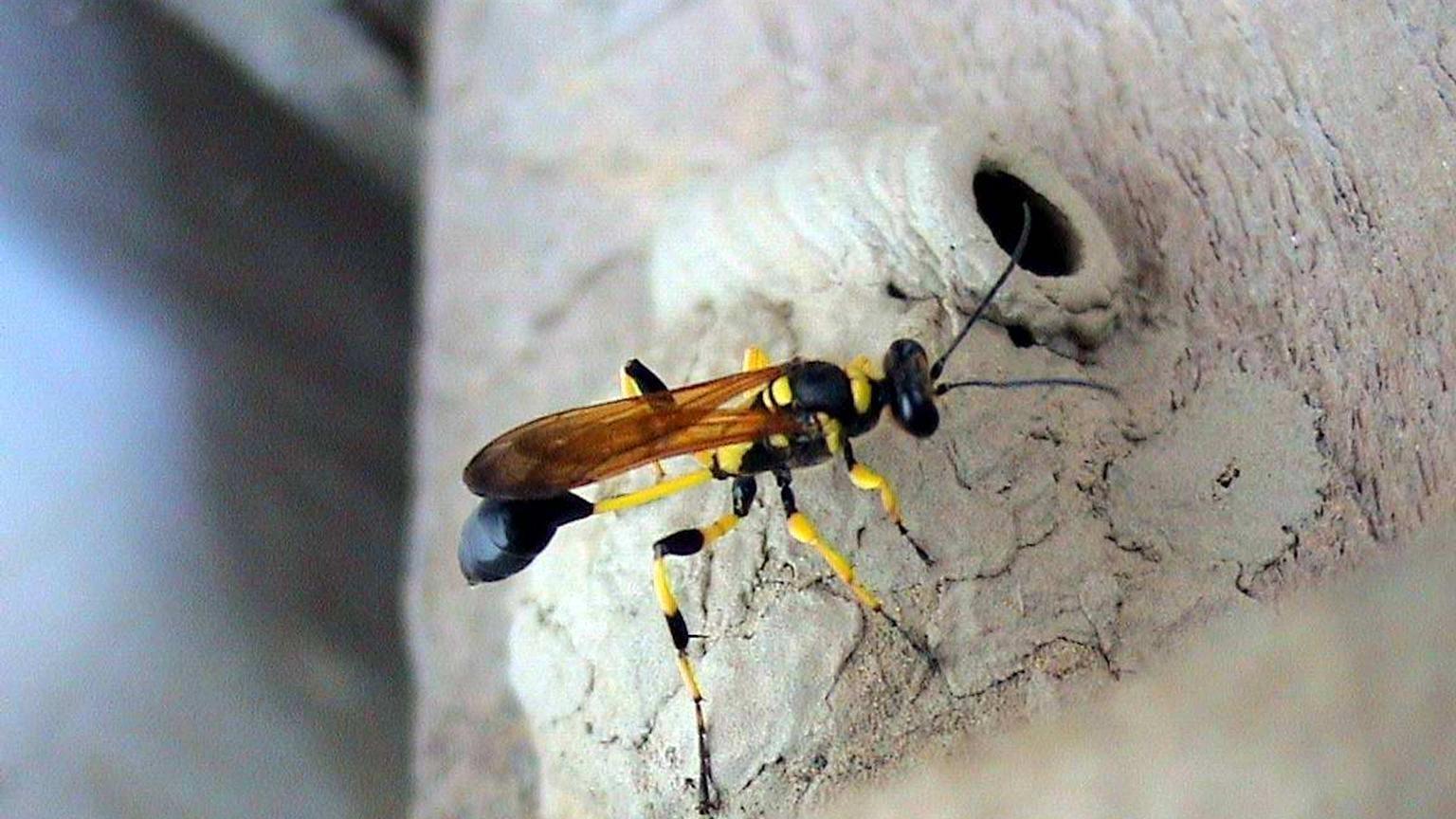 mud dauber wasp