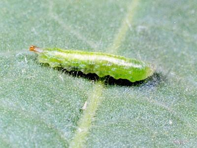 syrphid fly larva