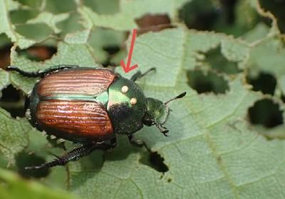 tachinid fly eggs on a Japanese beetle