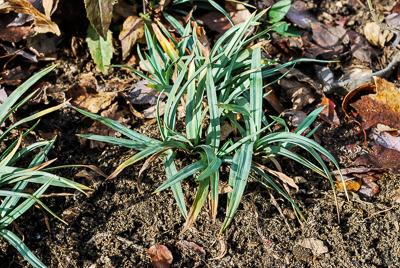 blue sedge groundcover in winter