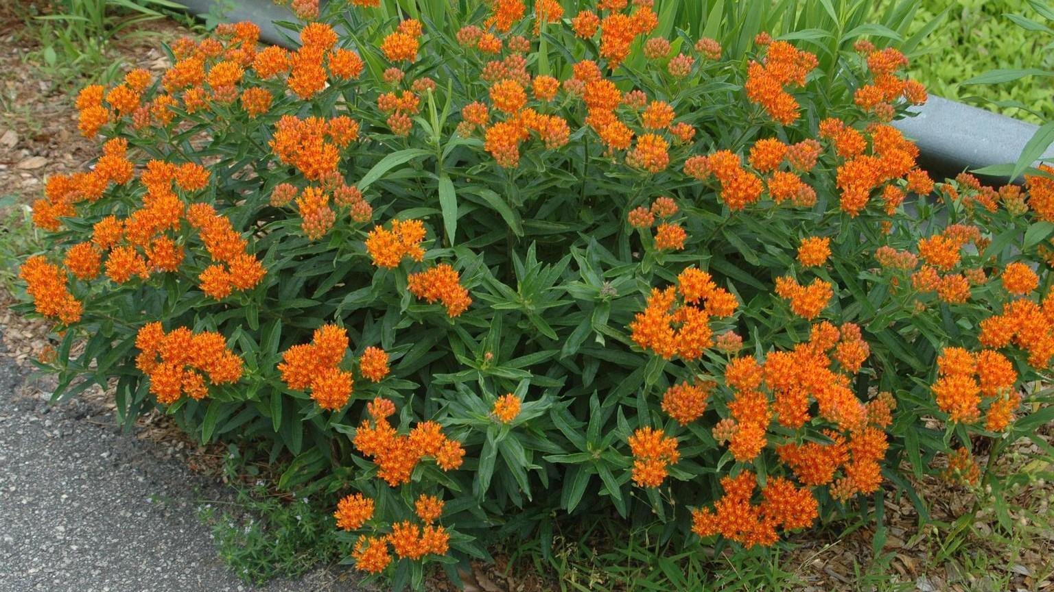 butterfly milkweed in a garden