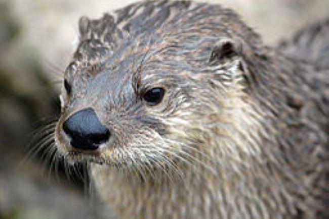 North American River otter