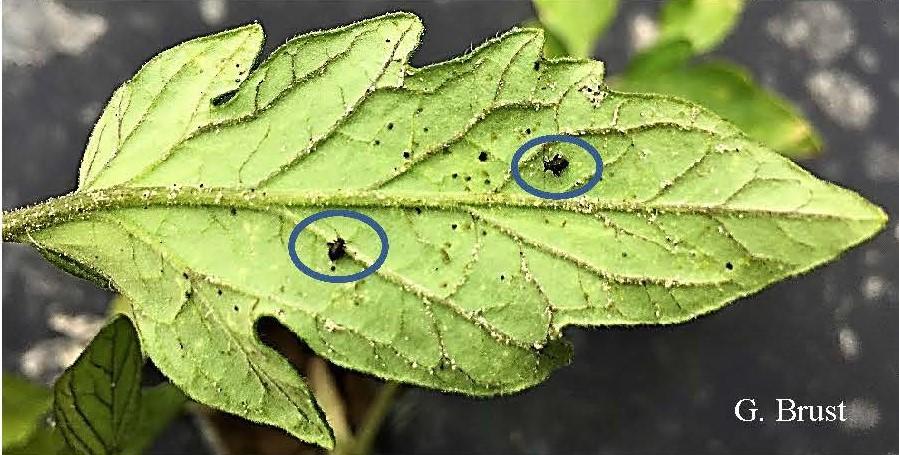 Underside of tomato leaflet with two flea beetles (Epitrix sp)