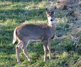 White-tailed deer