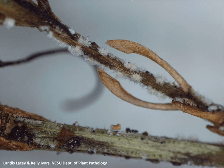 boxwood blight closeup