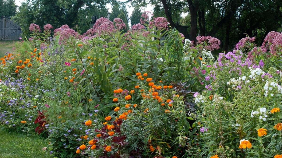 mixed flowerbed