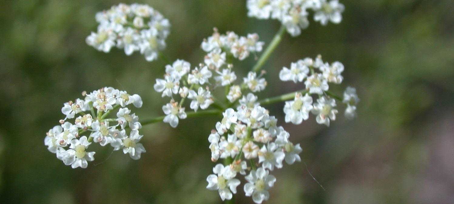 white caraway flowers