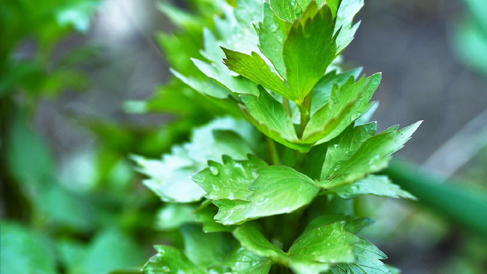 green lovage foliage