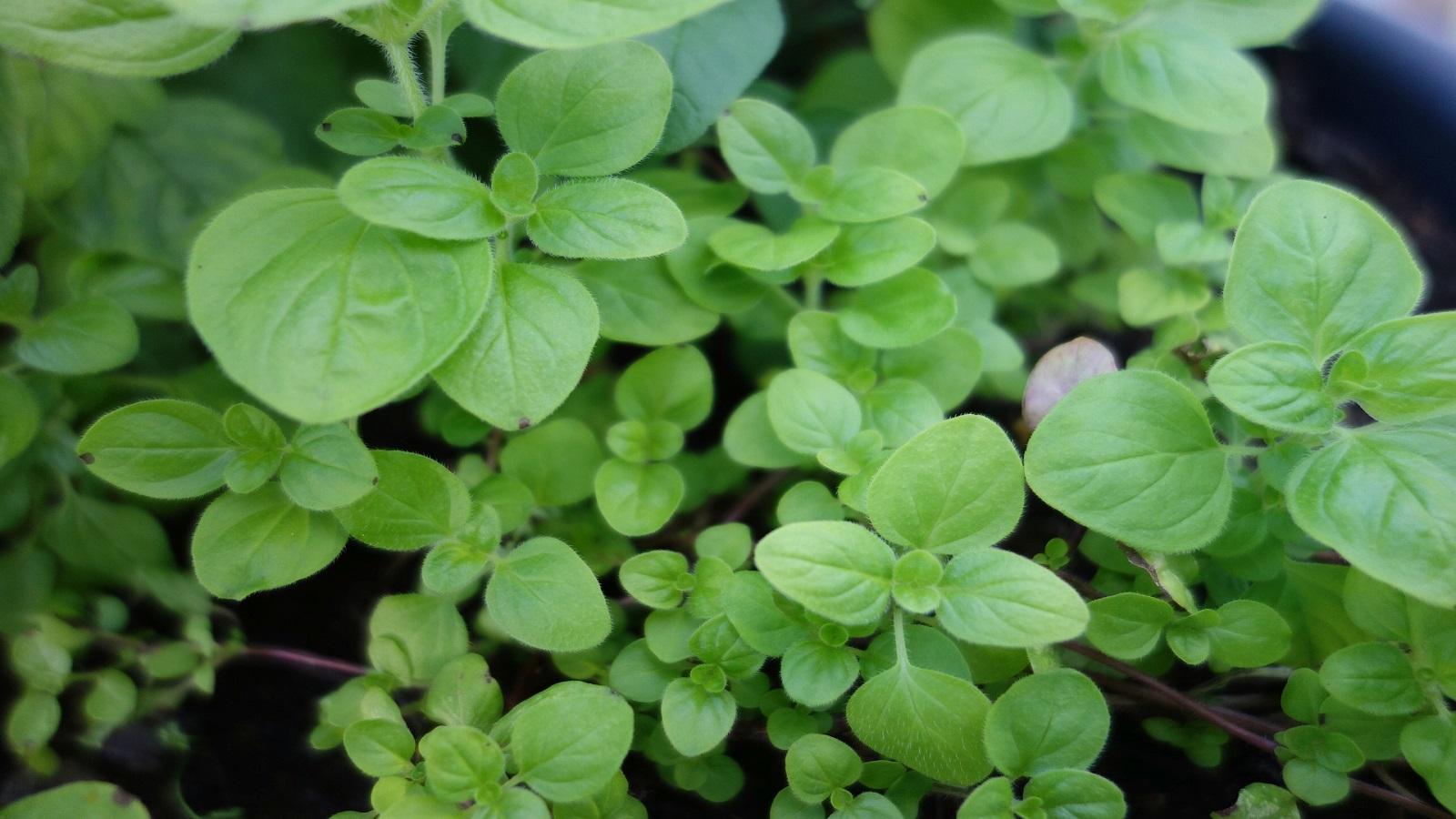 marjoram plant