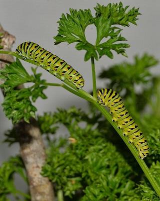 swallowtail caterpillar