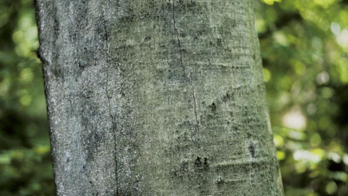 beech bark disease