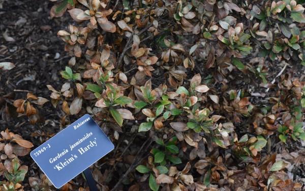 winter scorch on hardy gardenia