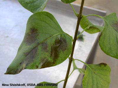 sudden oak death on lilac