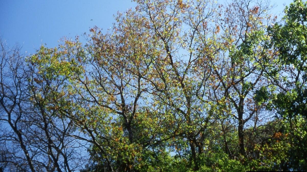 oak wilt disease