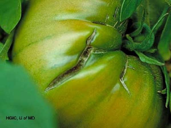 cracks on a large beefsteak type tomato