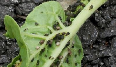 black beans aphids on leaves