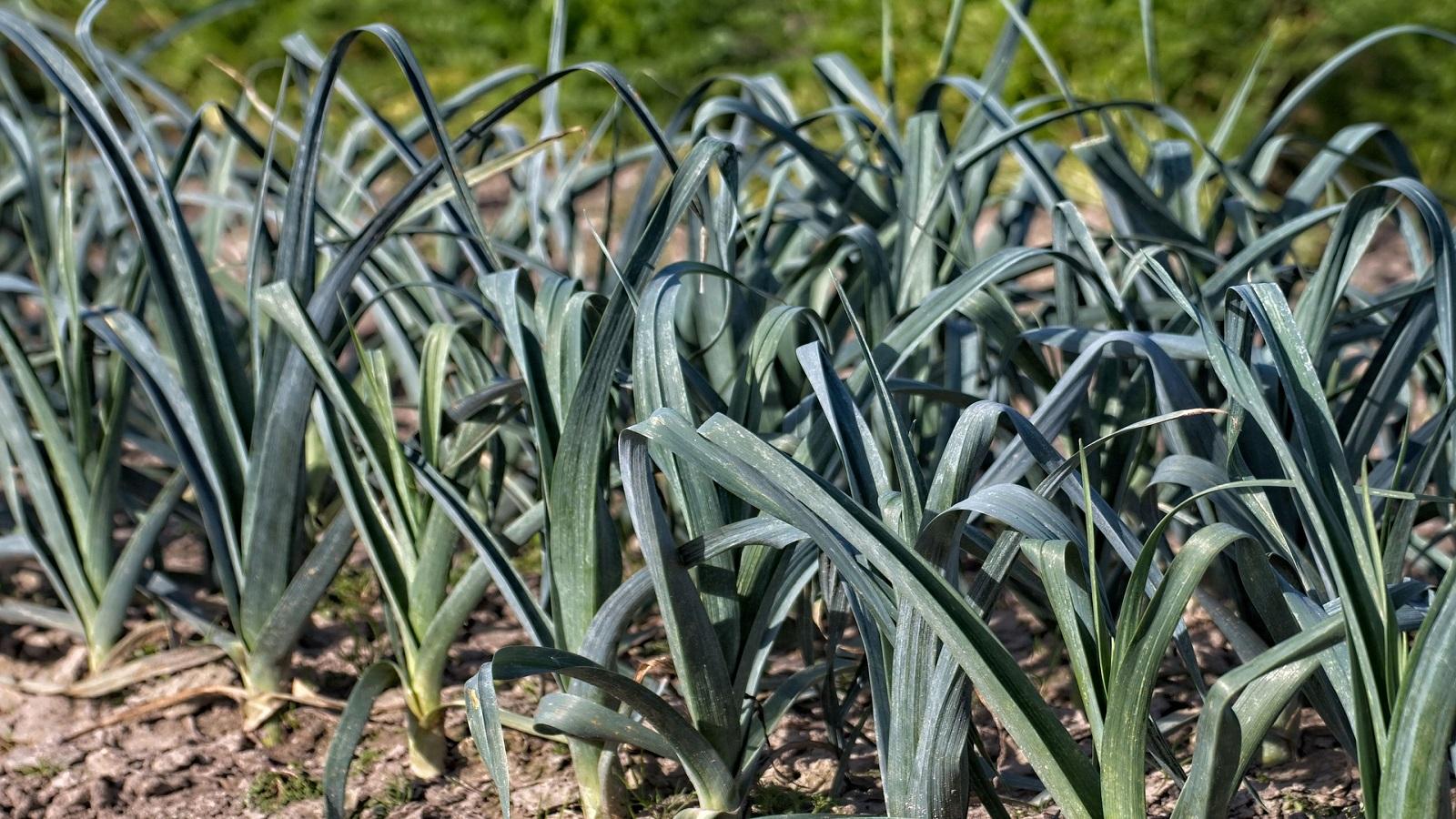 leeks growing in a field