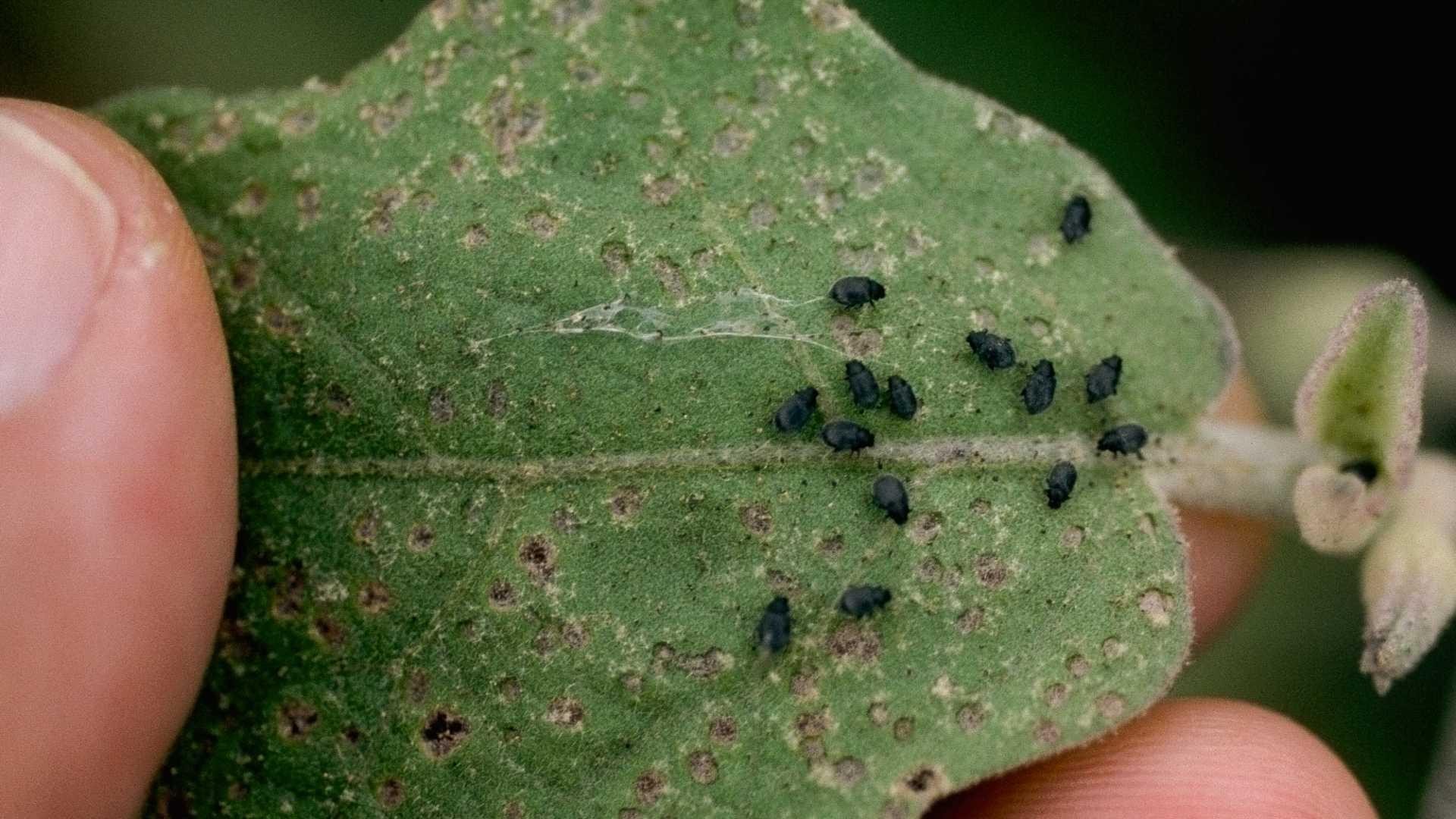 Flea beetle - Family Chrysomelidae, Subfamily -  Alticinae